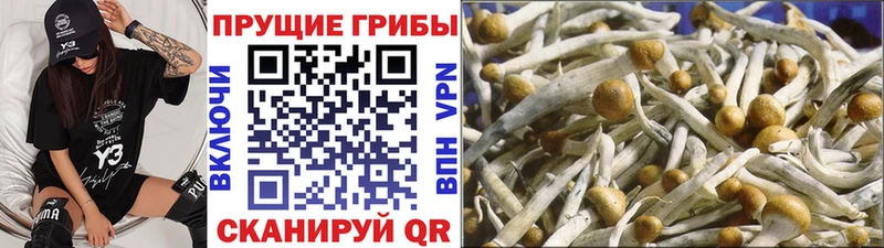 купить  цена  Петровск  Галлюциногенные грибы мухоморы 